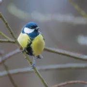 Sortie En Plaine Nature : A La Decouverte Des Oiseaux Hivernants