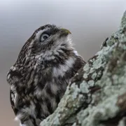 Sortie En Plaine Nature : La Nuit De La Chouette