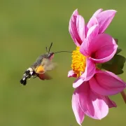 Sortie : Incroyables pollinisateurs