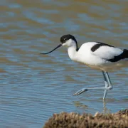 Sortie Lpo - Entre Lagunes Et Garrigues