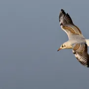 Sortie Lpo - Oiseaux Marins Et Cie