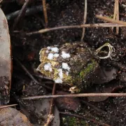 Sortie mycologique