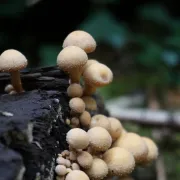 Sortie mycologique en forêt d\'Halatte