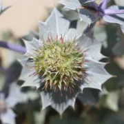 Sortie naturaliste La flore dunaire