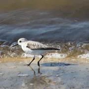 Sortie naturaliste La migration des oiseaux