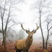 Sortie Nature  à L’ecoute Du Brame Du Cerf