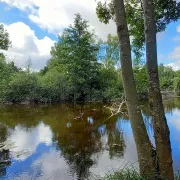 Sortie nature à Laon : Ambiance estivale dans le marais