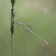 Sortie nature à Marchais : Balade nature entre pelouses et marais