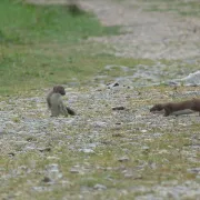 Sortie nature à Parfondru : Aujourd’hui c’est le Musteli Day !