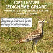 Sortie Nature Œdicnème criard