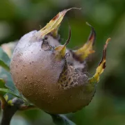 Sortie Nature - Fruits Sauvages Et Fruits Oubliés