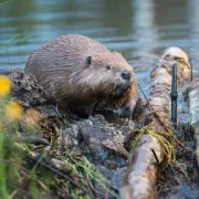 Sortie nature Sur les traces du castor d'Europe