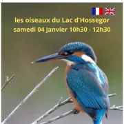 * Sorties Oiseaux * Lac Hossegor *