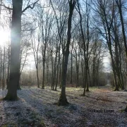 Sorties Sylvatiques En Forêt De Mondon