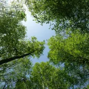 Sorties sylvatiques en forêt de mondon