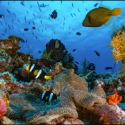Splendeur et fragilité de la biodiversité marine, Coraux et Abysses