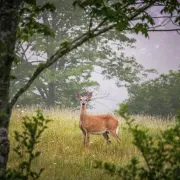 Stage d'affût et observation animalière