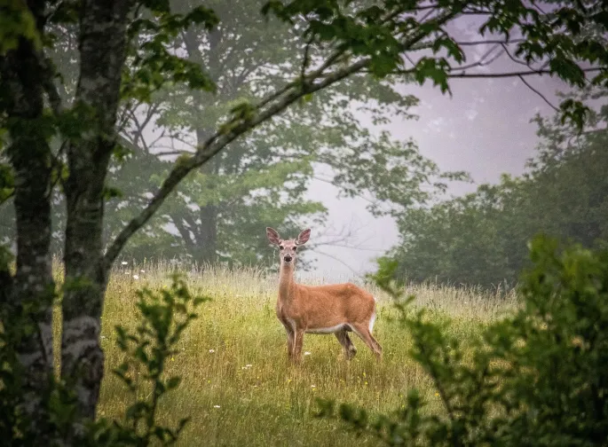 Stage d'affût et observation animalière