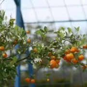 Stage - Stage Des Agrumes, Même Dans L’est