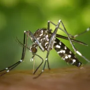 Stand Pik'Tro : Zoom Sur Le Moustique Tigre, Les Tiques Et Les Chenilles Processionnaires