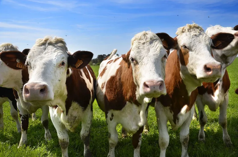 Les vaches montent dans les pâturages de montagne au mois de mai