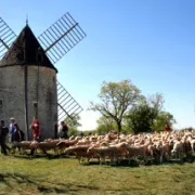 Transhumance de Rocamadour à Luzech