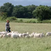 Transhumance des brebis de la ferme de Gommiers