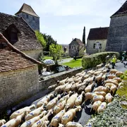 Transhumance Rocamadour - Luzech 2025 : arrivée à Gigouzac