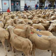 Transhumance Rocamadour - Luzech