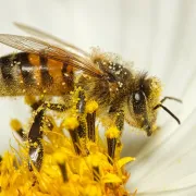 Une journée au cœur du monde des abeilles !