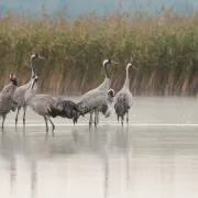 Une matinée en famille avec la Grue cendrée