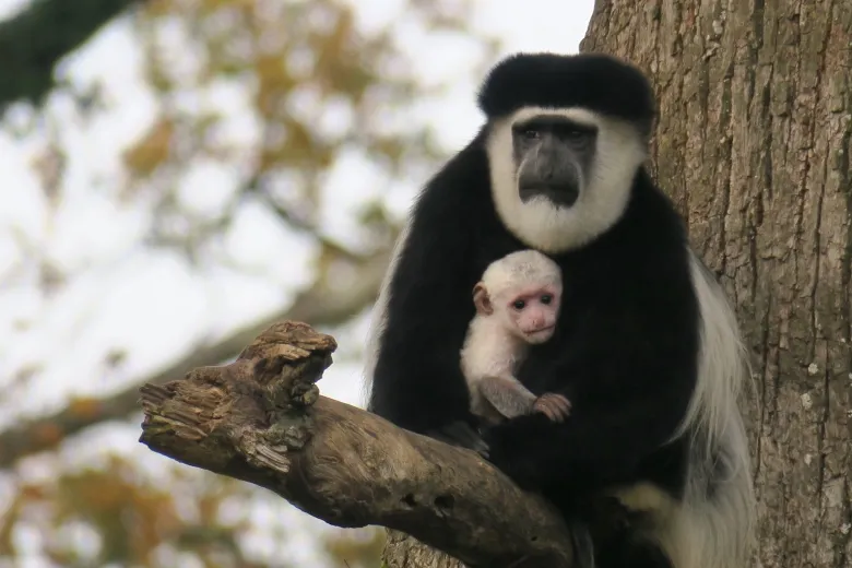 Colobe et son petit à la Vallée des Singes