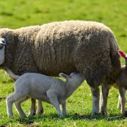 Vente à la ferme à la Petite Bergerie