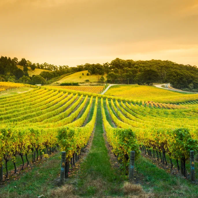 Vente de vin de Nuits-Saint-Georges 