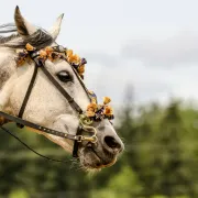 Vide-Grenier et fête du cheval