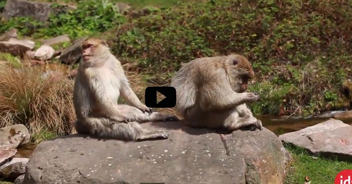 Vidéo Réouverture De La Montagne Des Singes à Kintzheim