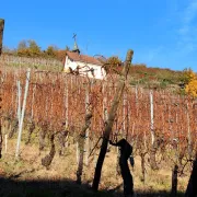 Escapade à Thann, autour du Vignoble du Rangen