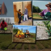 Visite d’une ferme productrice d’osier « l’entretien »