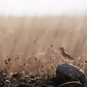 Visite de la Réserve naturelle des Coussouls de Crau