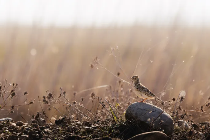 Visite de la Réserve naturelle des Coussouls de Crau