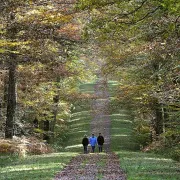 Visite guidée - Balade d\'automne en forêt de Loches