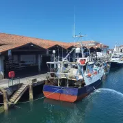 Visite Pays d’art et d’histoire :  Le port de pêche et sa criée