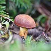 Visite troglo champignons