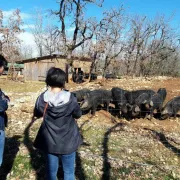 Visites gourmandes à la ferme du Tessou