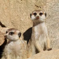 Les suricates trop mignons DR