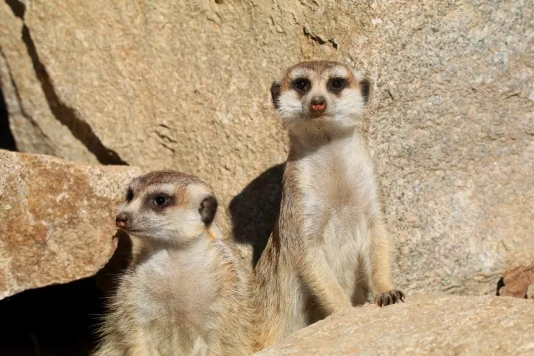 Les suricates trop mignons