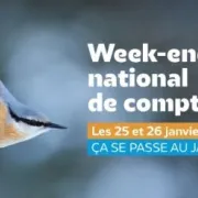 Week-End De Comptage National Des Oiseaux De Jardin