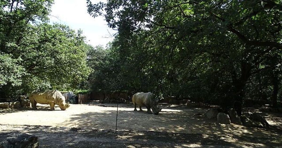 zoo african safari rue des landes plaisance du touch