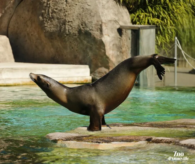 Otarie au Zoo d'Amnéville