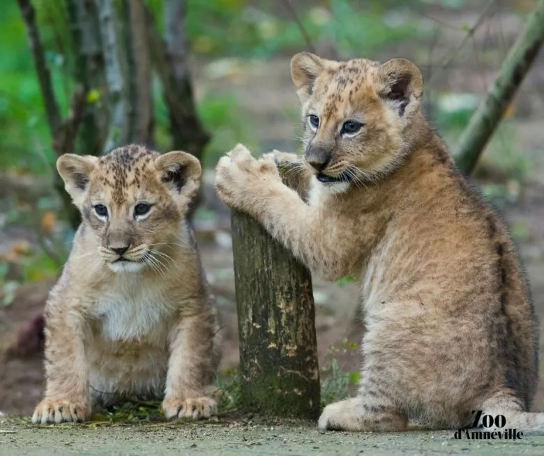 Des petits lionceaux nés au Zoo d'Amnéville !